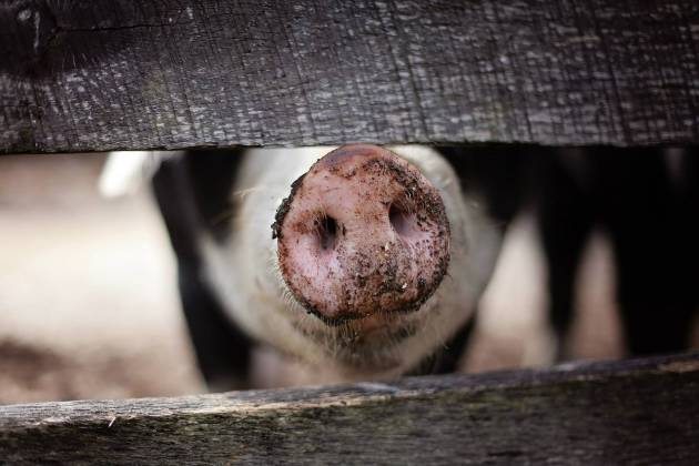 Очаг  африканской чумы свиней зафиксировали в Омске
